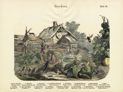 Insects by German School